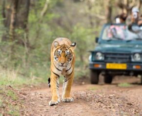 ranthambore