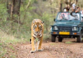 ranthambore