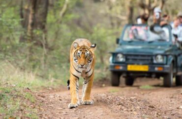 ranthambore