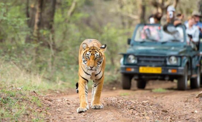 ranthambore