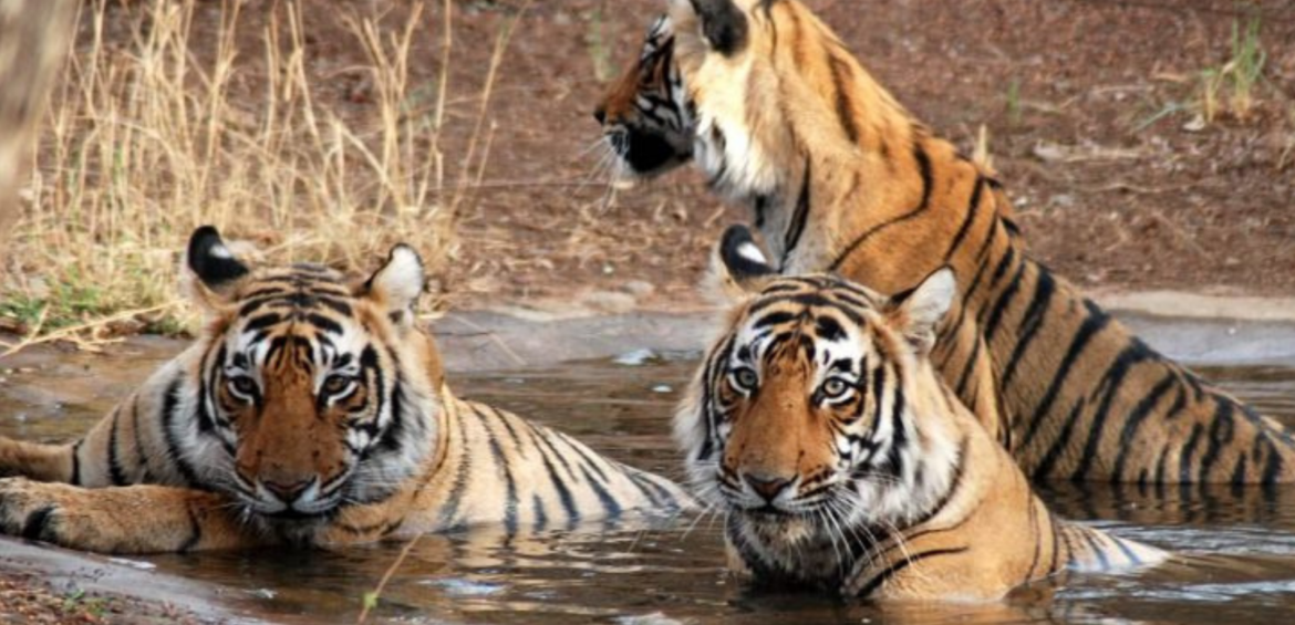 Delhi, Agra, Jaipur con Ranthambore Viajes